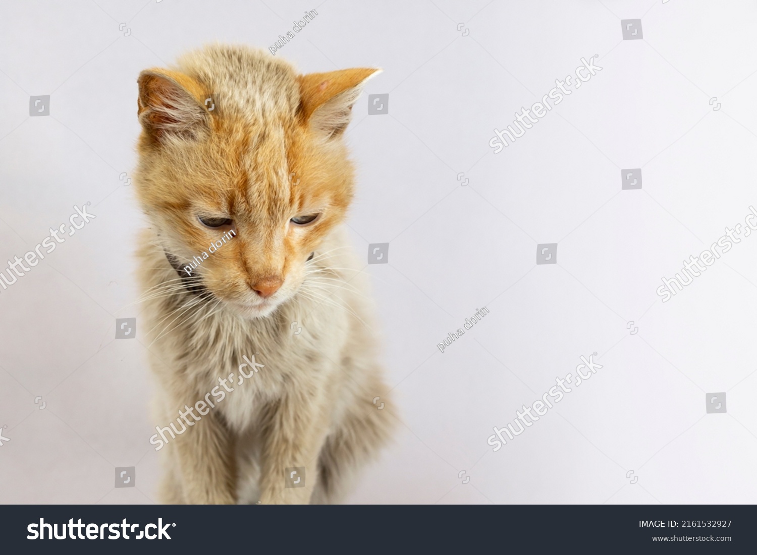 Skinny old cat looking down with sadness, isolated on white #2161532927