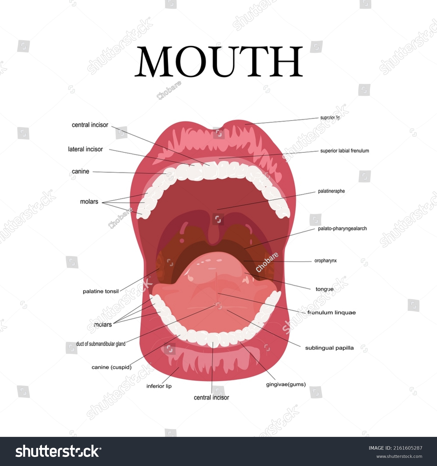 Visual aid of human open mouth anatomy and - Royalty Free Stock Vector ...