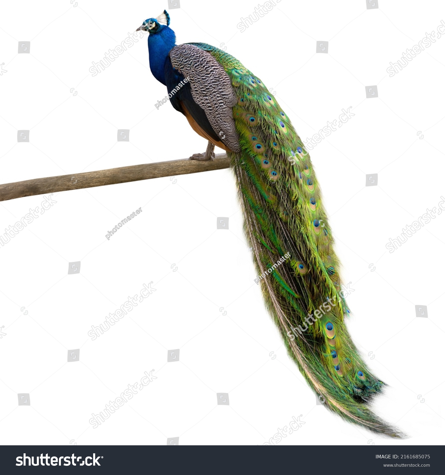 blue peacock isolated on white background #2161685075