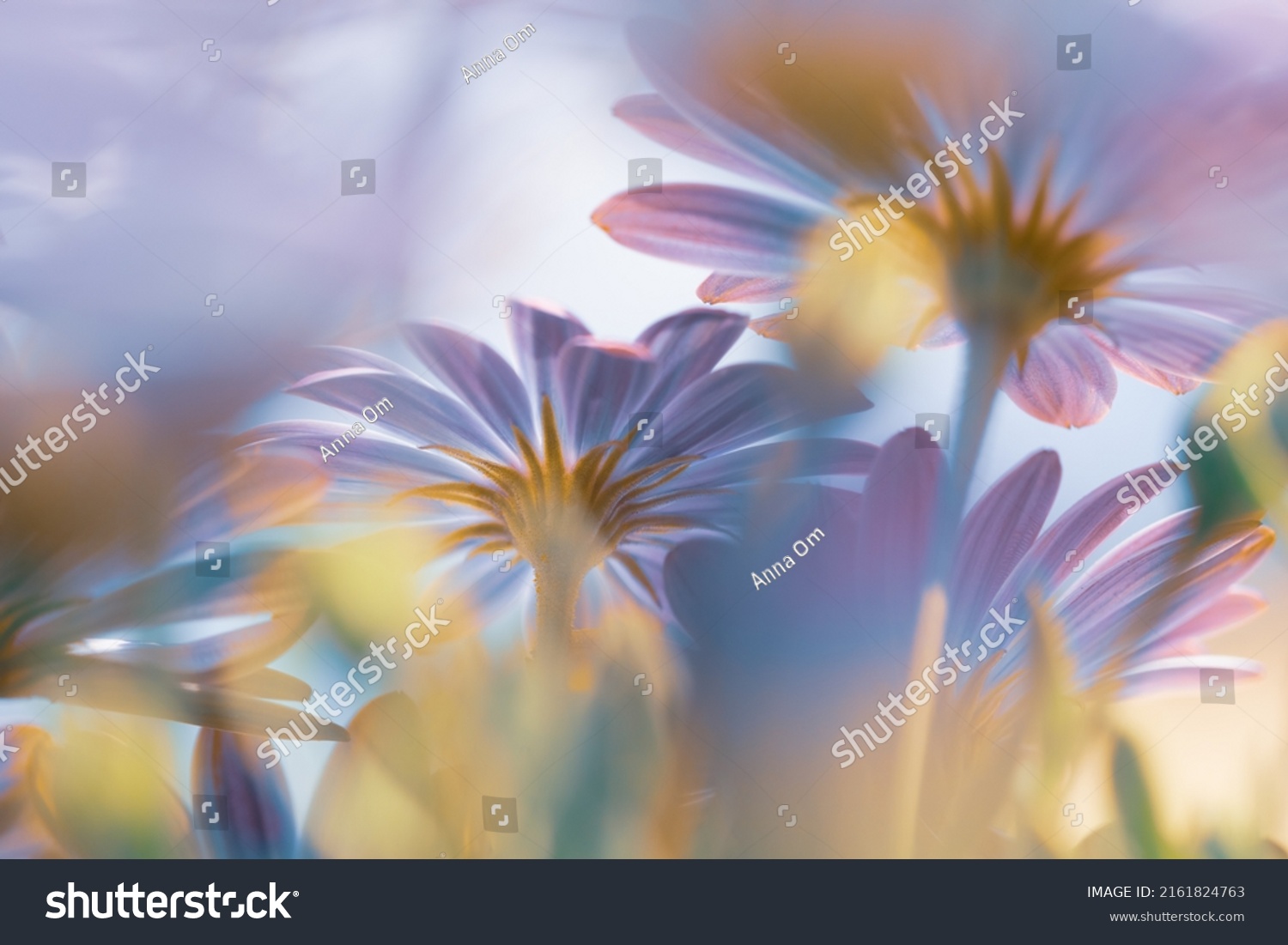 Beautiful Floral Background. Bottom View on a Gentle Purple Daisy Flowers in Bright Sunny Day. Fresh Chamomile Field. Beauty of Spring Nature. #2161824763