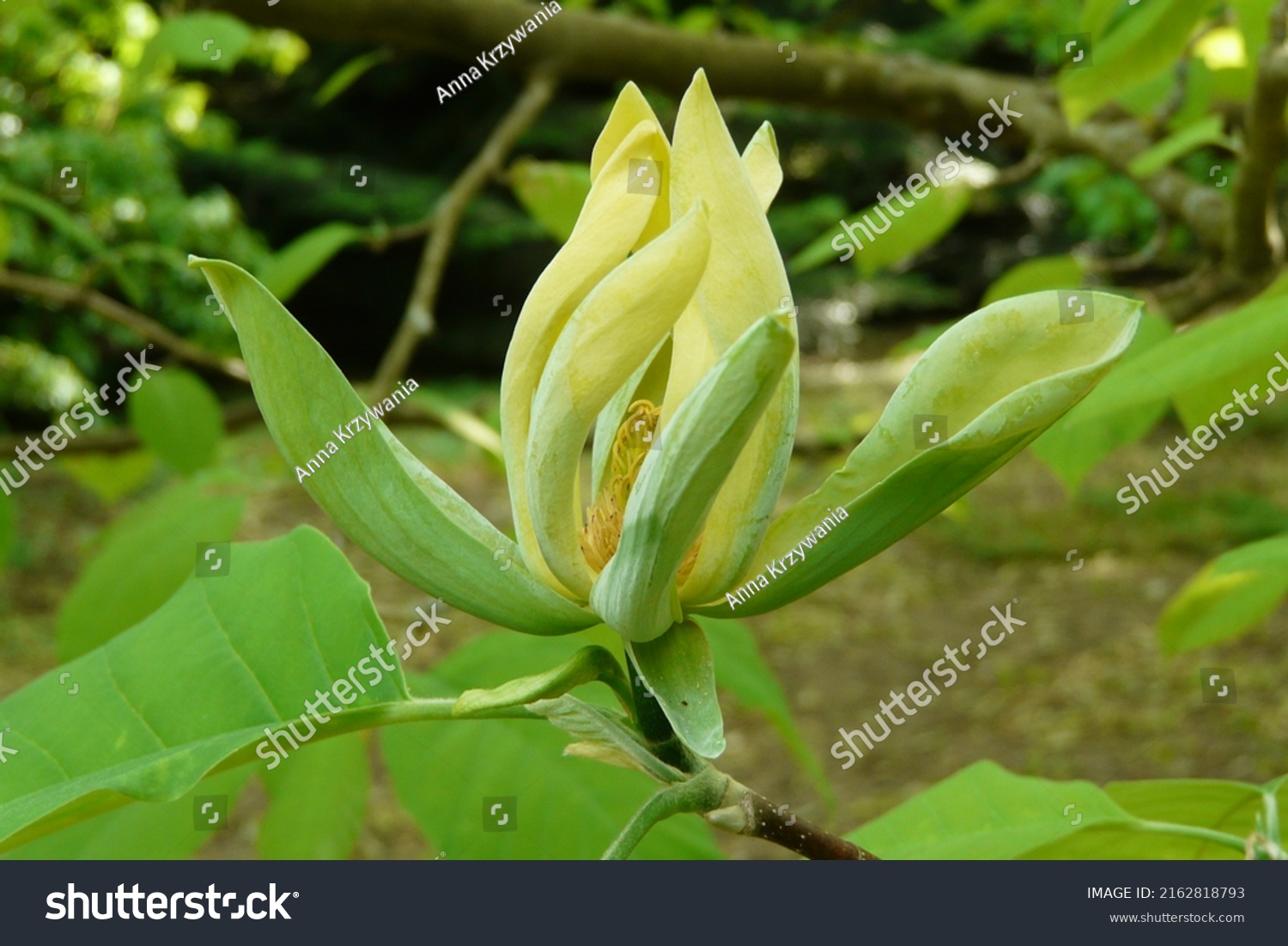 Flower of Magnolia acuminata (Cucumber tree) #2162818793