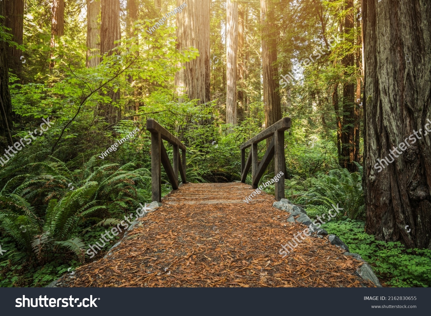 Small Wooden Creek Bridge on a Trail in the Redwood Ancient Forest. Coastal Northern California Landscape. #2162830655