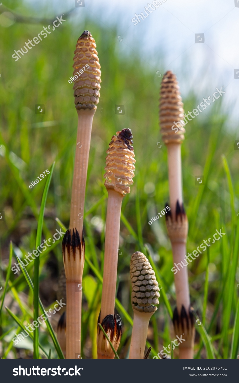 Equisetum arvense, the field horsetail or common horsetail, is an herbaceous perennial plant of the family Equisetaceae. Horsetail plant Equisetum arvense. #2162875751