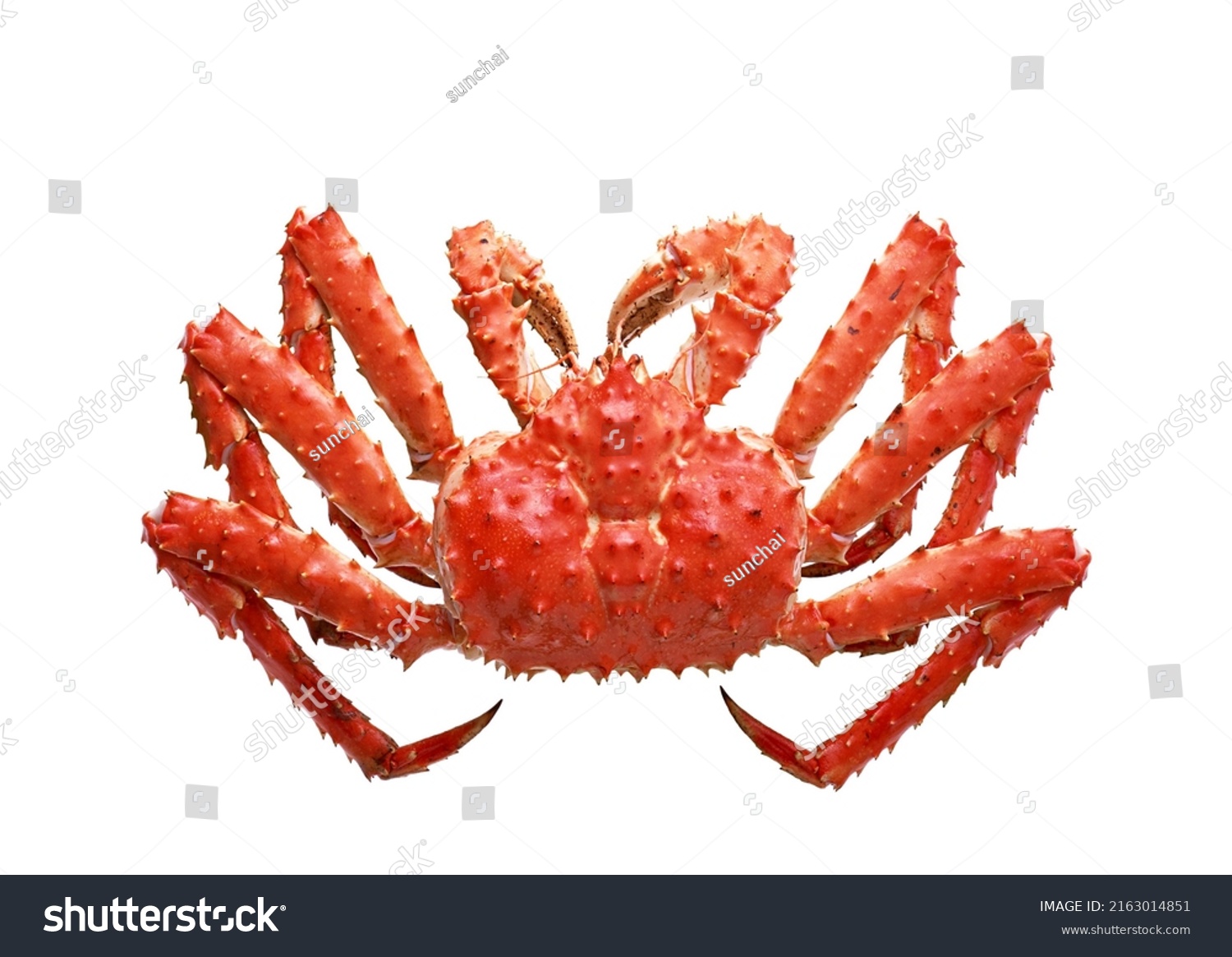 Red Alaskan King Crab, Isolated on white background #2163014851