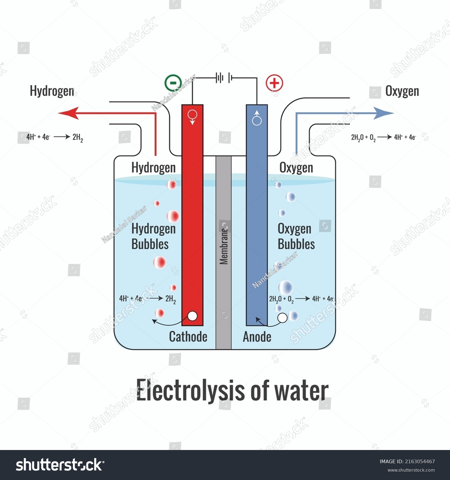 Electrolysis of Water. Labeled diagram to show - Royalty Free Stock ...