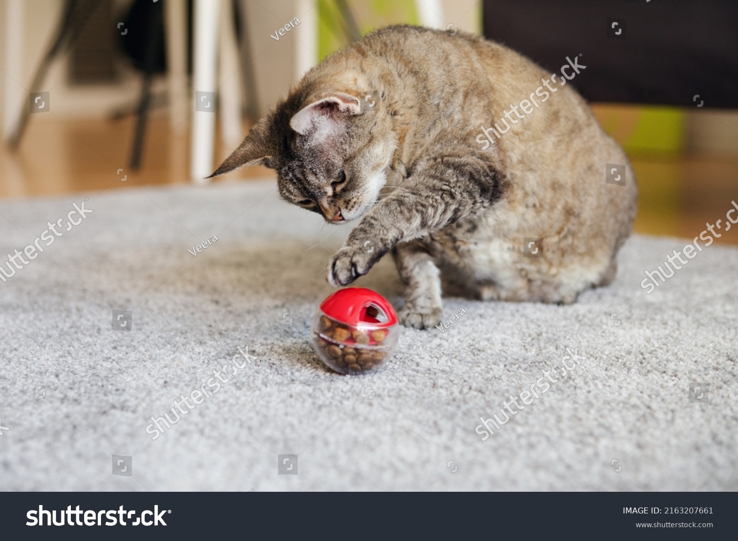 Fat tabby cat is playing, pushing   with a paw slow feeder ball with dry food inside, trying to take out a crunch. Playful kitty having fun with a challenging toy. Active mature feline. #2163207661