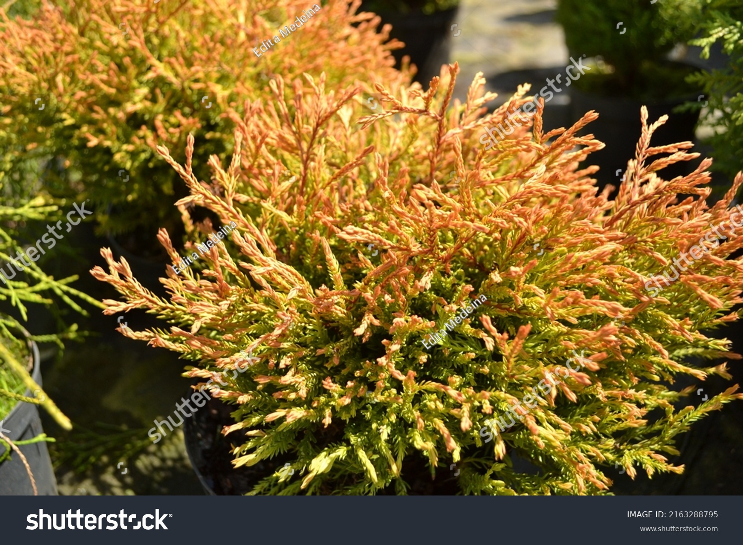 Northern white-cedar 'Golden Tuffet', evergreen coniferous (Thuja occidentalis) #2163288795