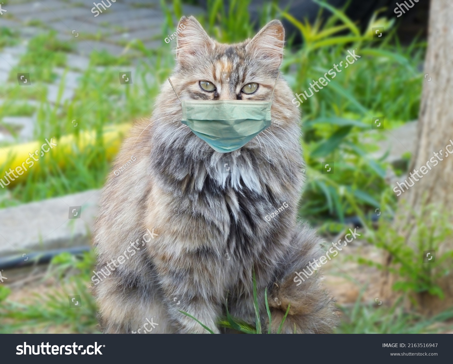 Cat in a medical mask, Protective antiviral mask on the cats face, Protective face mask for animals. COVID-19, Coronovirus, hantavirus concept, Epidemic in animals #2163516947