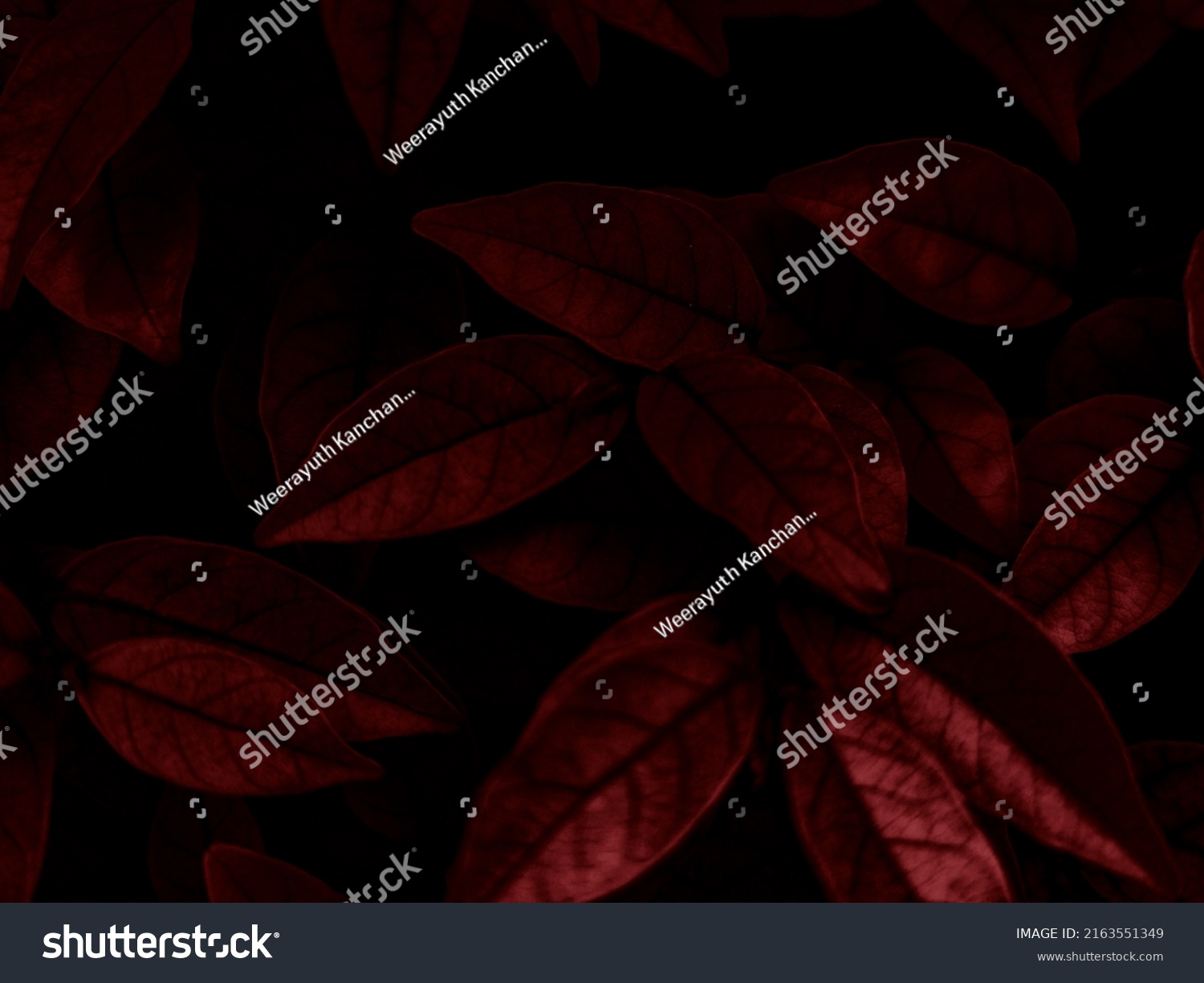 Beautiful abstract color black and red flowers on black background, light pink flower frame, pink leaves texture, dark background, valentines day, love theme, red texture  #2163551349