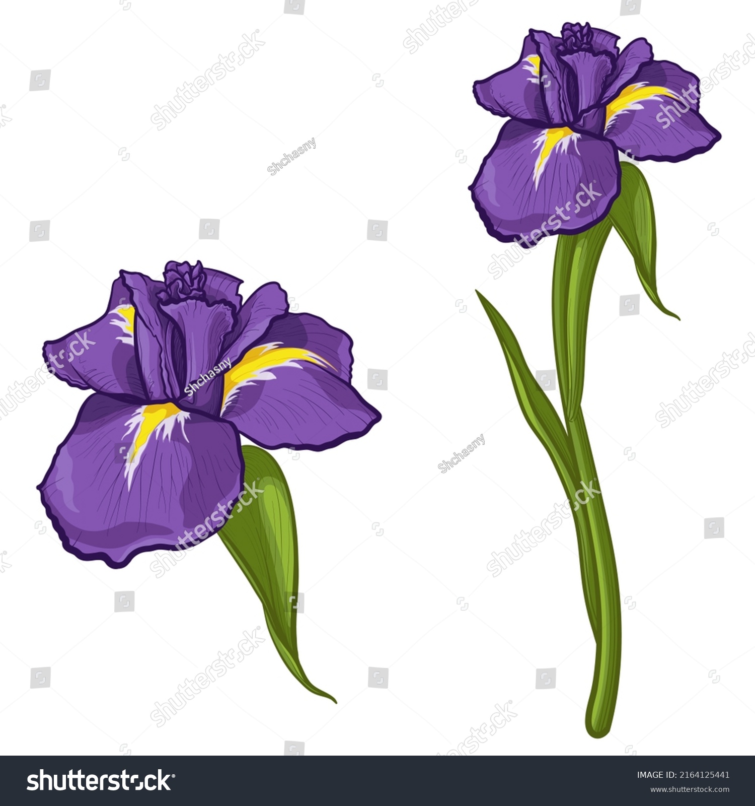 Iris flowers isolated on white background. Colorful vector illustration. #2164125441