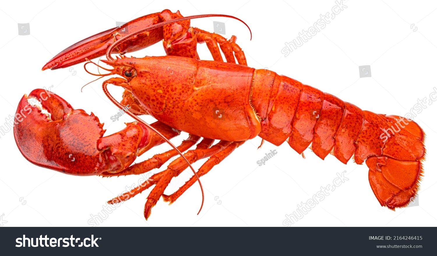 Red lobster isolated on white background, full depth of field #2164246415