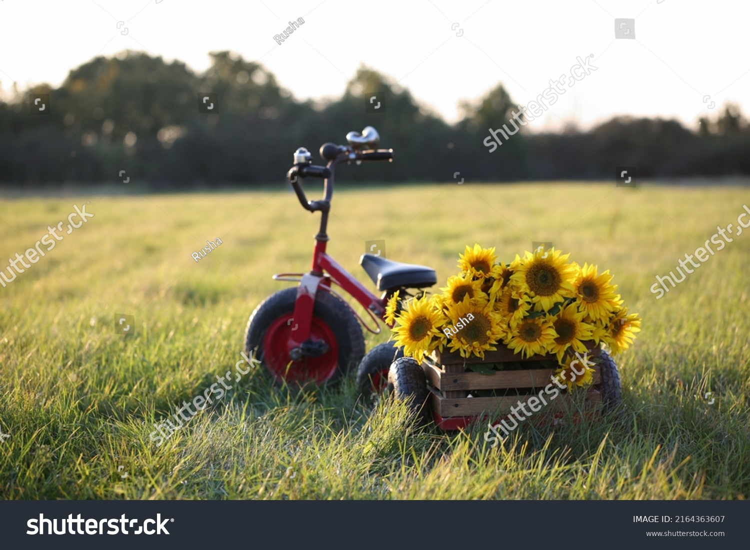 Children's bike trailer with sunflowers. Summer holidays in the countryside. Сarefree childhood, country lifestyle #2164363607