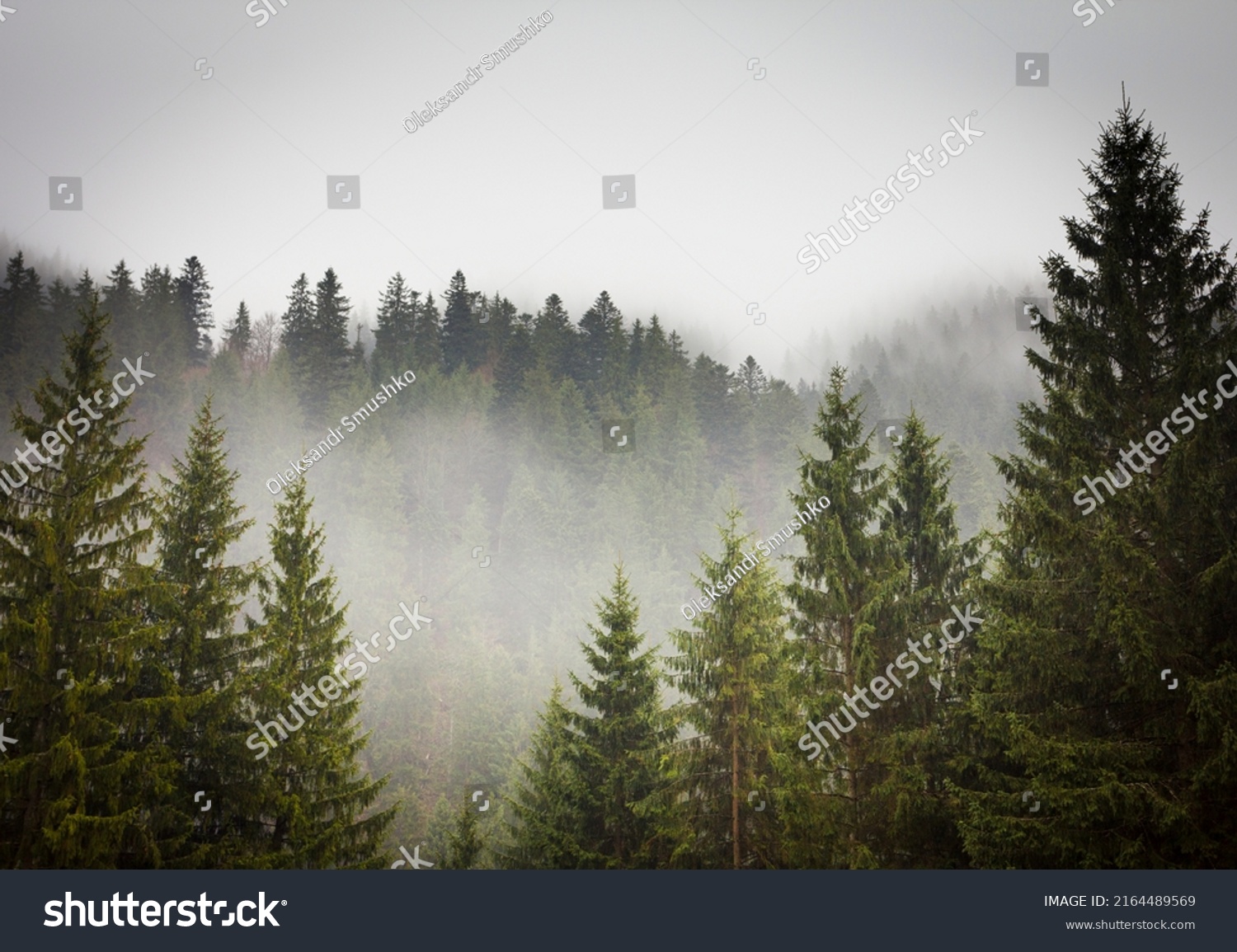 Misty landscape with fir forest in hipster vintage retro style #2164489569