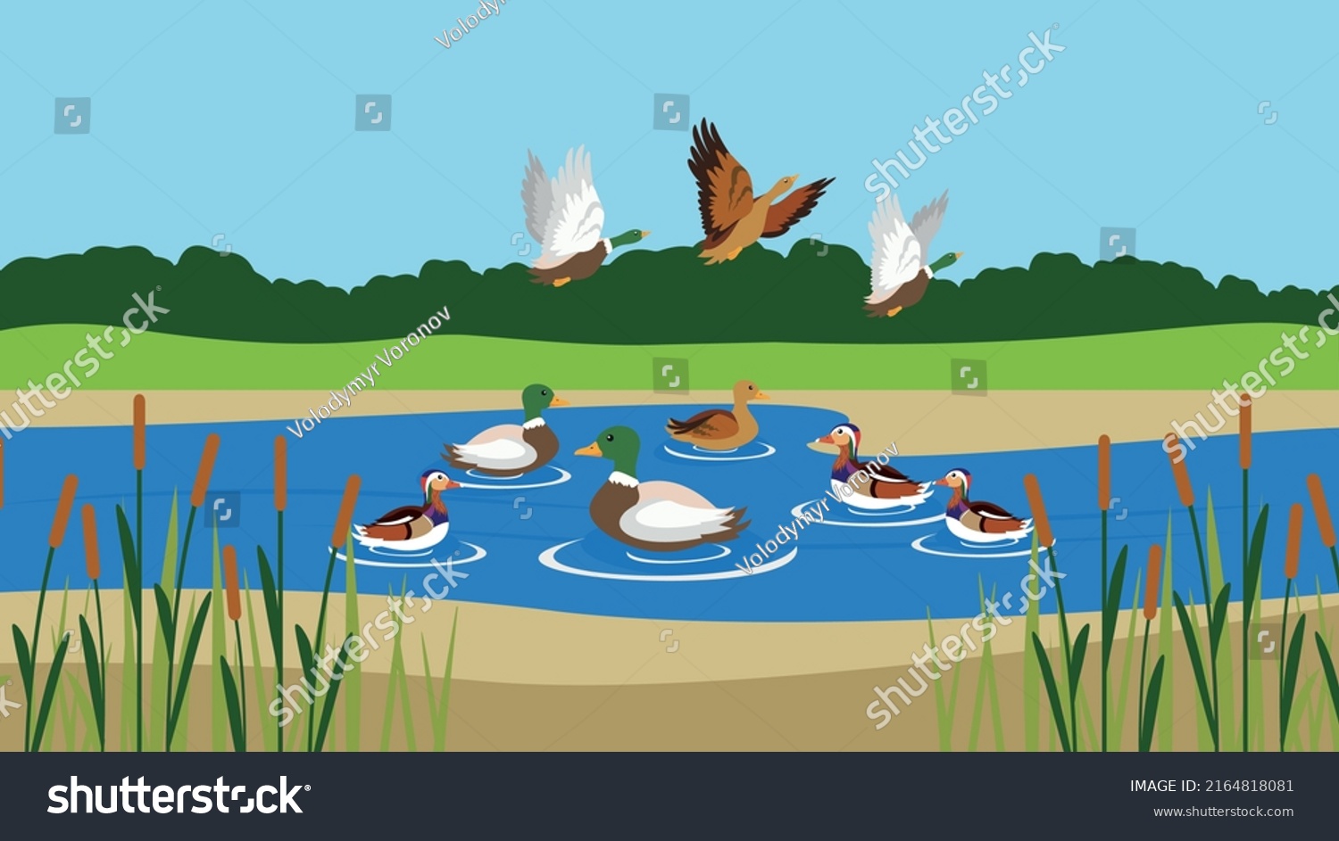 A flock of ducks take off from a lake - Royalty Free Stock Vector ...