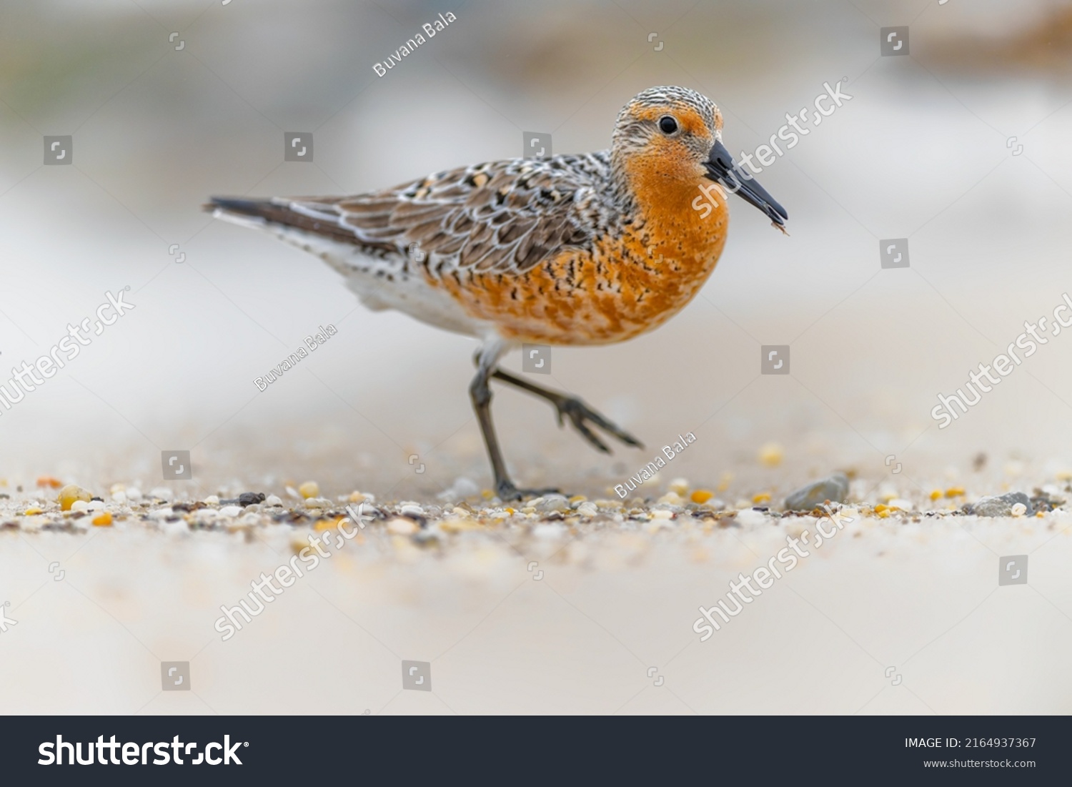 Red knot. Endangered species. One of the most endangered distinct populations of birds. Environment day, World Habitat and  wildlife day. Striking pose, scene on the shoreline. #2164937367