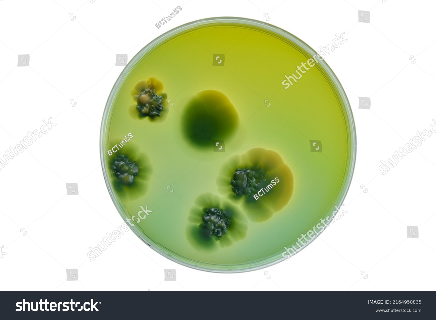 Petri dish and culture media with bacteria on white background with clipping, Test various germs, virus, Coronavirus, Corona, COVID-19, Microbial population count, Food science. #2164950835
