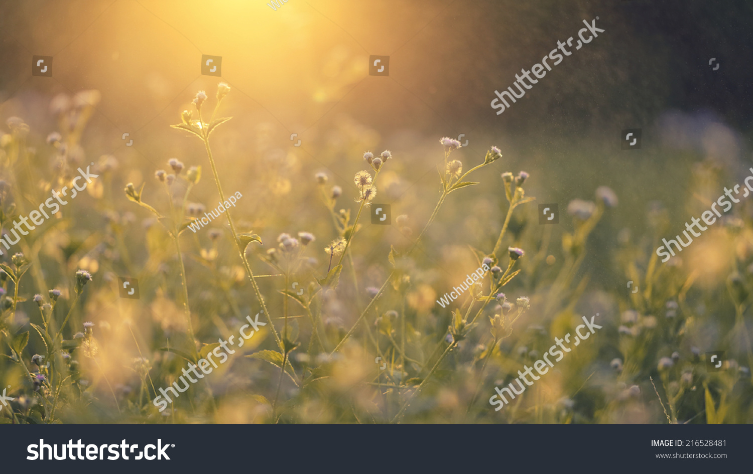 beautiful Grass flower in shallow dept of field #216528481