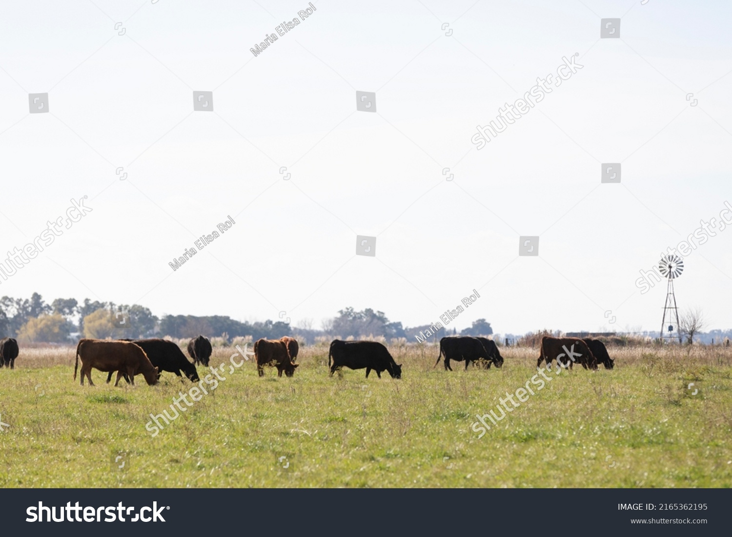 portrait of angus cattle in field in winter days #2165362195