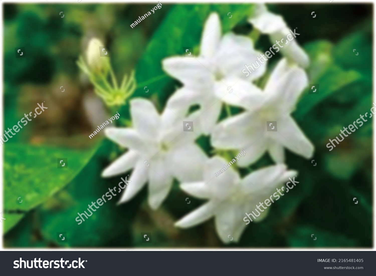 defocused abstract background of jasmine aesthetic flower #2165481405