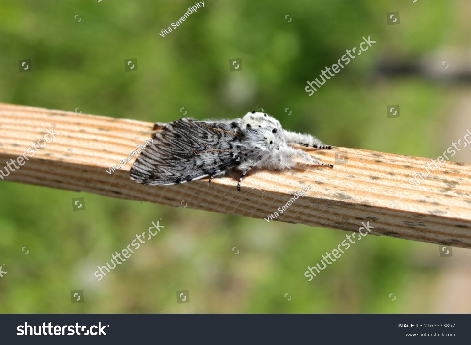 Puss moth butterfly (Cerura vinula) resting daytime on a wooden slat close up natural conditions, sunny day, summer, Europe #2165523857