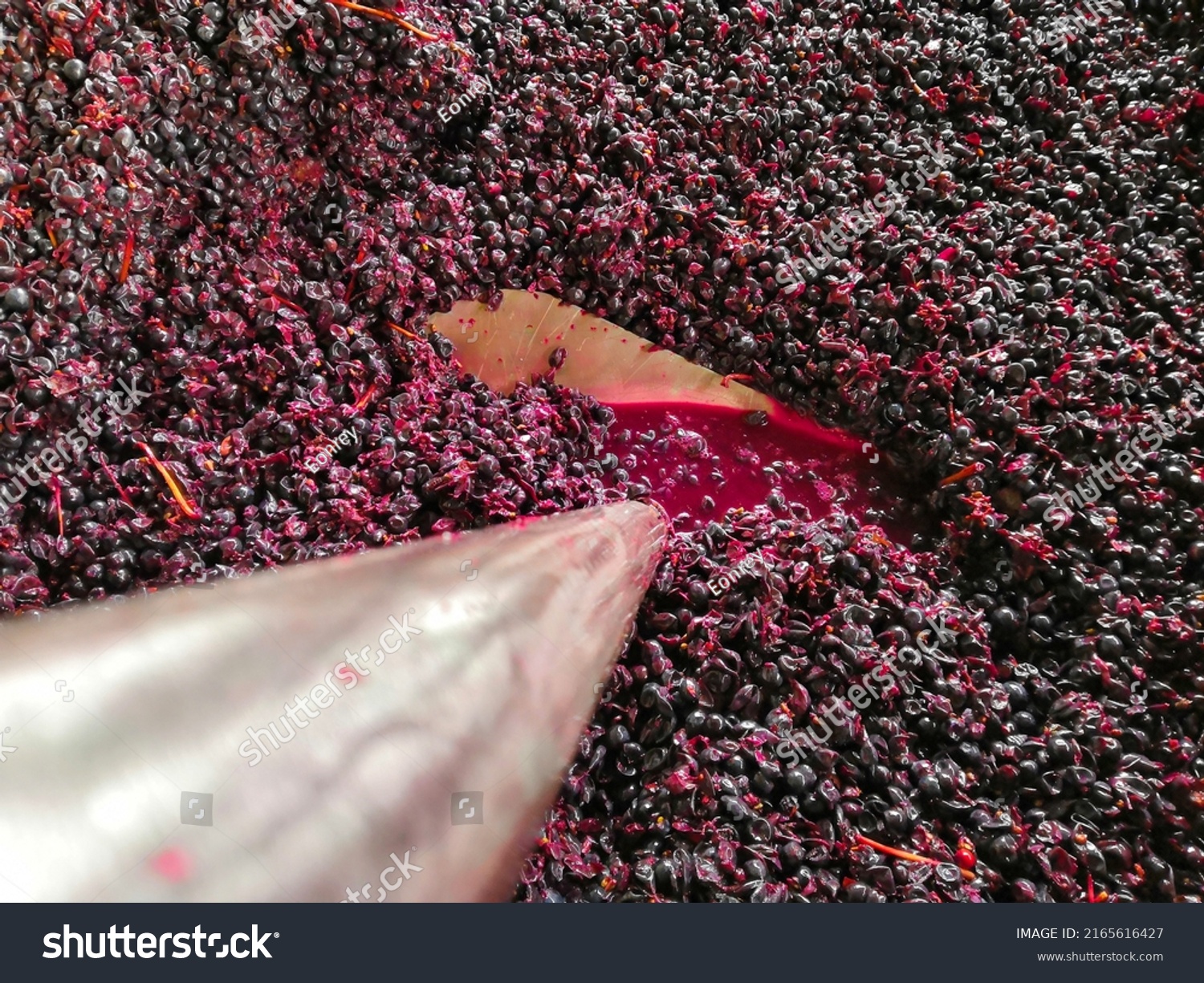 Punch down technique used on red grapes #2165616427