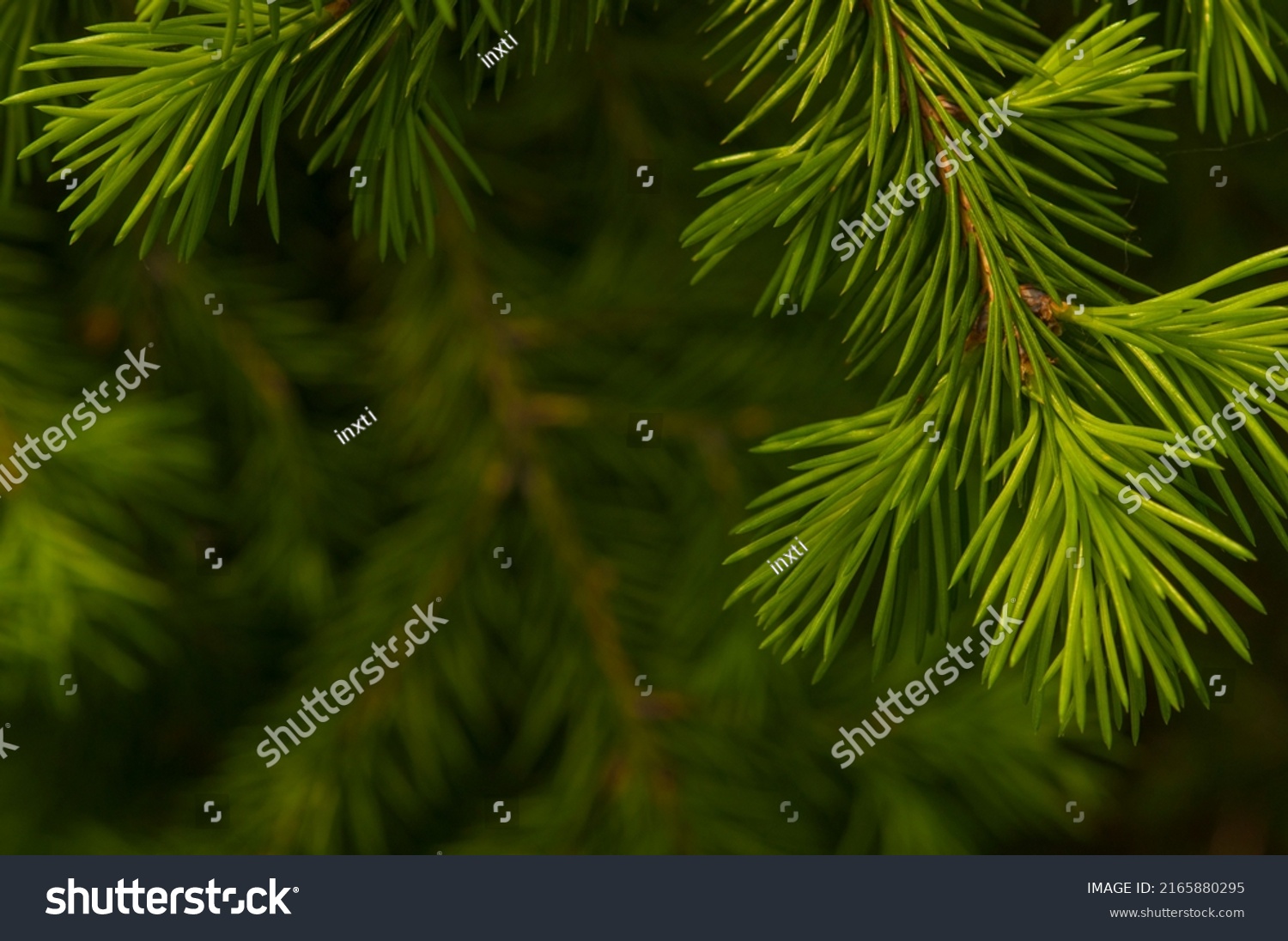Detail of fresh spruce tree branches with young green needles. Closeup of fir tree young branches in summer day #2165880295