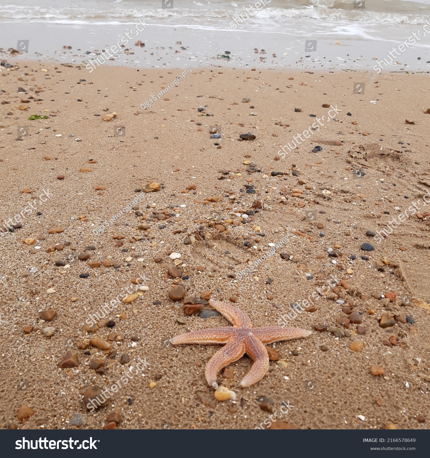 Starfish or sea stars are star-shaped echinoderms belonging to the class Asteroidea. Starfish on the beach in Landguard nature reserve in Felixstowe, Suffolk, East Anglia,  England, Europe. #2166578649