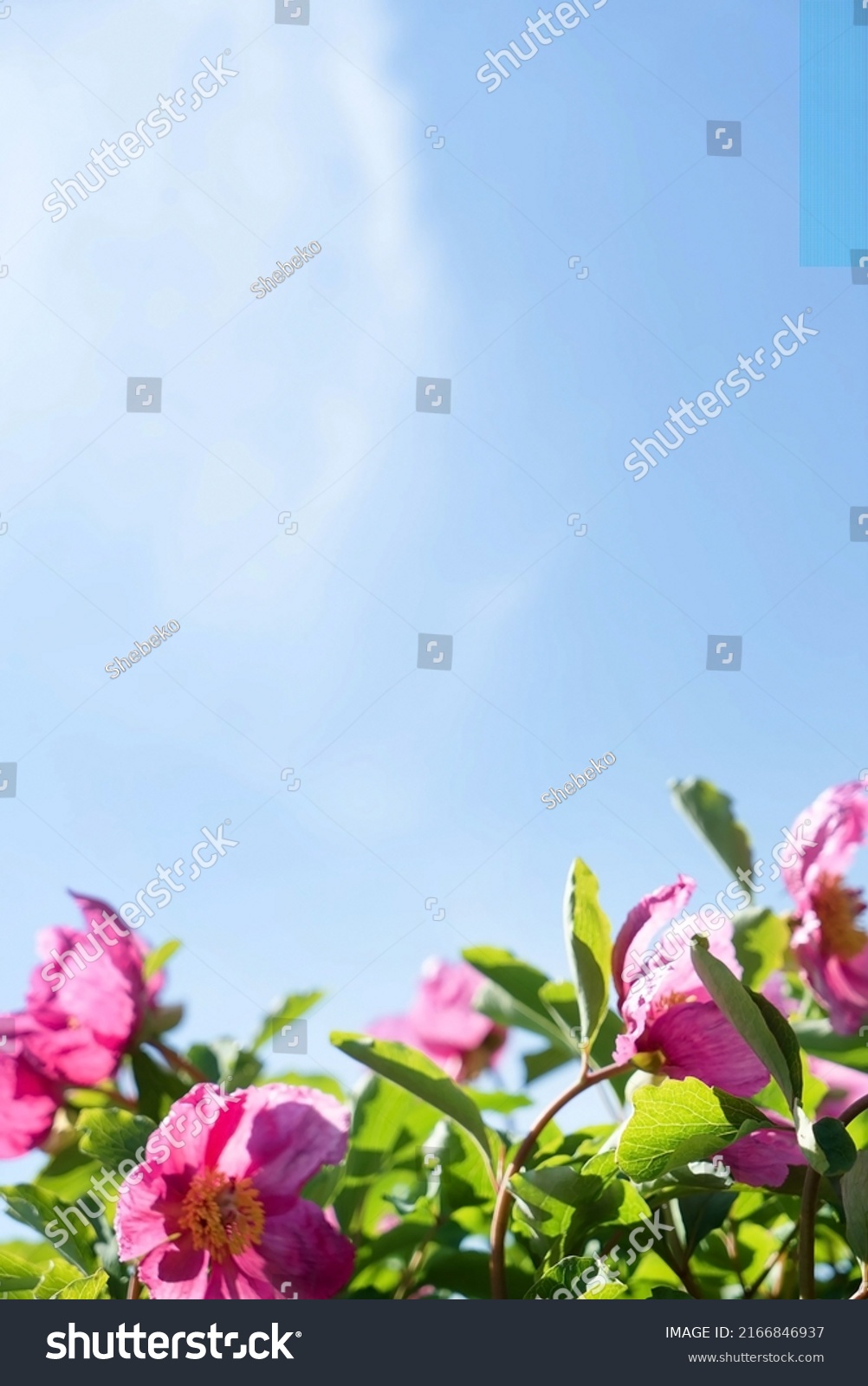 pink peonies over blue sky #2166846937