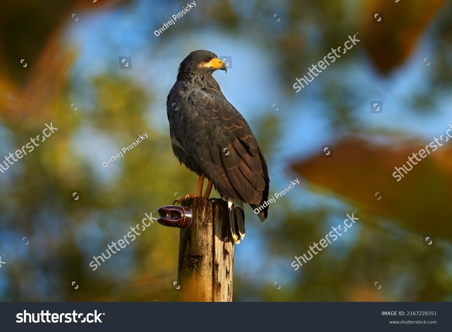 Zone-tailed Hawk, Buteo albonotatua, bird of prey sitting on the electricity pole, forest habitat in the background, Dominical, Costa Rica. Wildlife nature, Central America. #2167228351