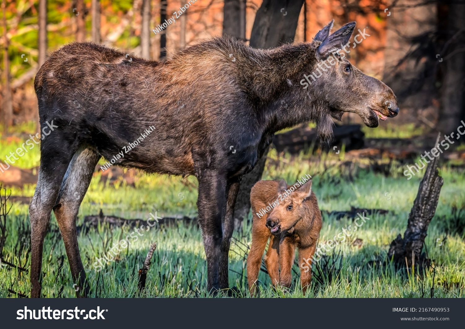 Moose mother with a small moose calf. Moose family in nature #2167490953