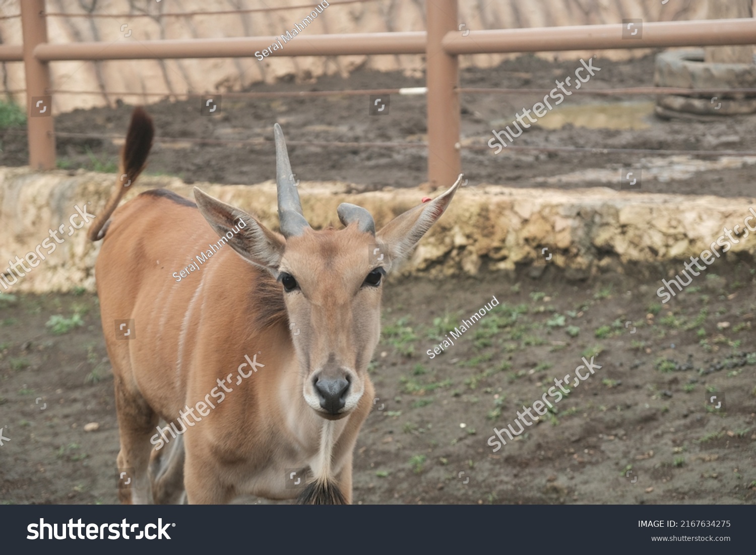 The common eland or Taurotragus oryx also known as southern eland or eland antelope live in the cage of zoo #2167634275
