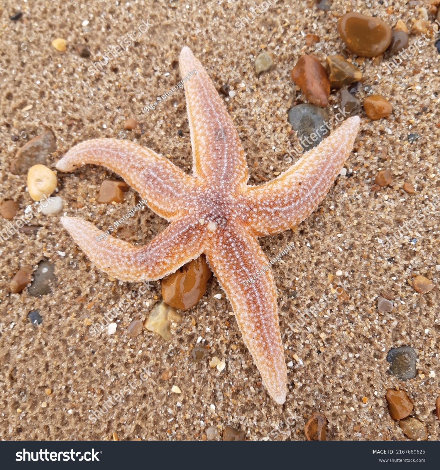 Starfish or sea stars are star-shaped echinoderms belonging to the class Asteroidea. Starfish on the beach in Landguard nature reserve in Felixstowe, Suffolk, East Anglia,  England, Europe. #2167689625