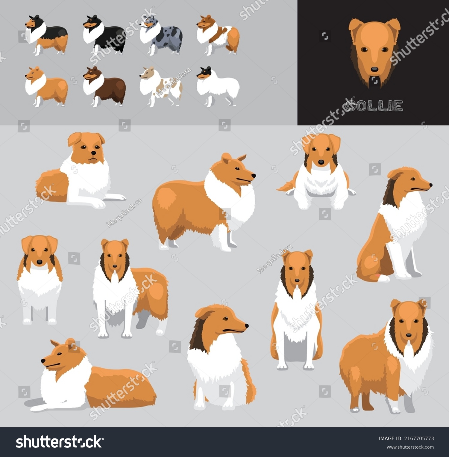 Dog Collie Cartoon Vector Illustration Color - Royalty Free Stock ...