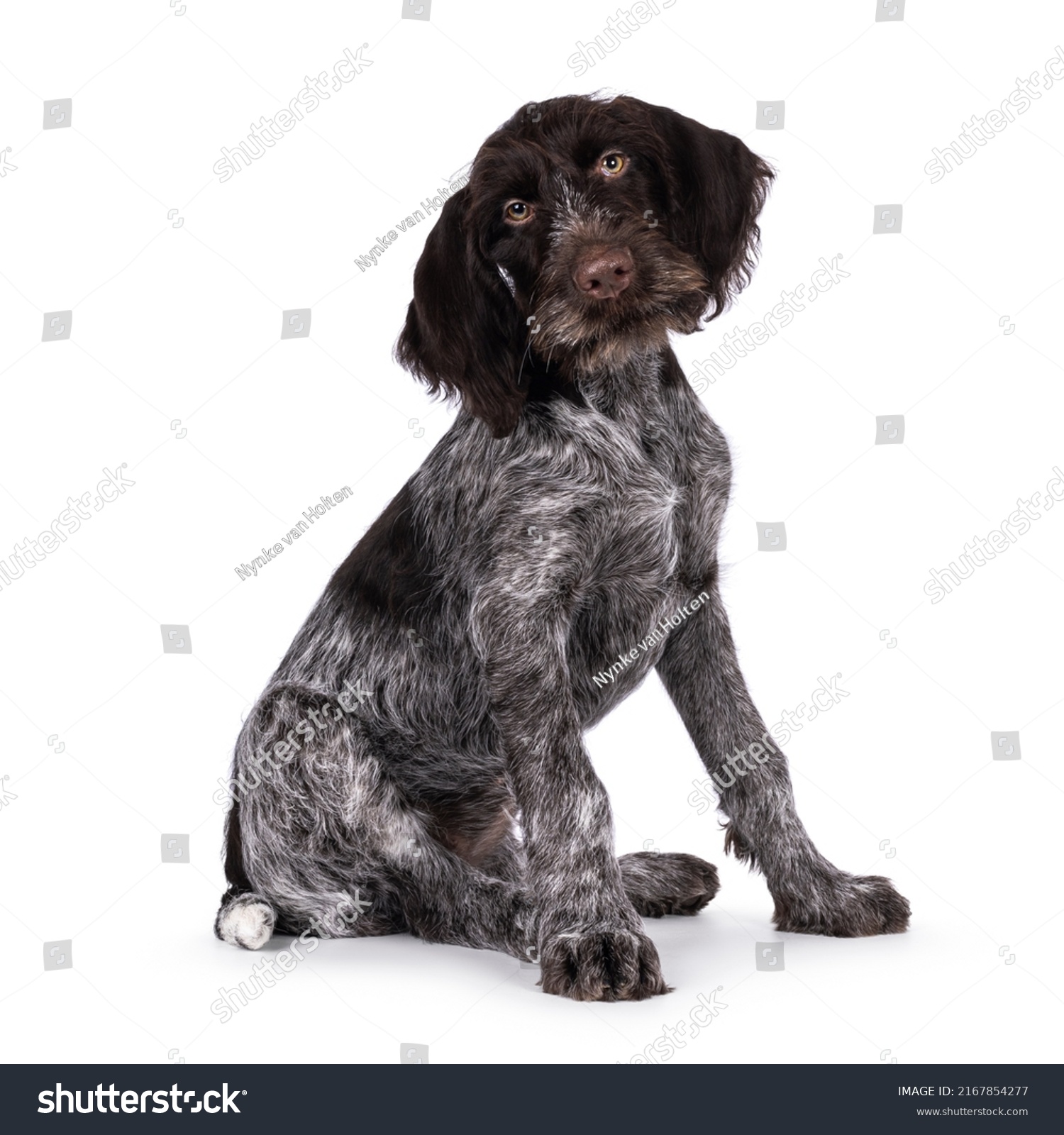 Young brown and white German wirehaired pointer dog pup, sitting up side ways. Looking straight to camera. Isolated on a white background. #2167854277