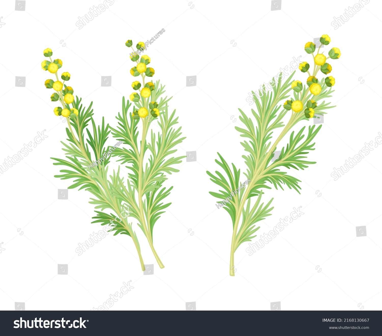 Artemisia mongolica, siberian herbs set. Flowering herbaceous medicinal plant vector illustration #2168130667