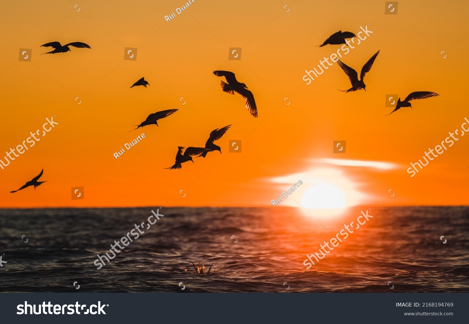 Arctic Terns during flight at midnight sun in Iceland #2168194769