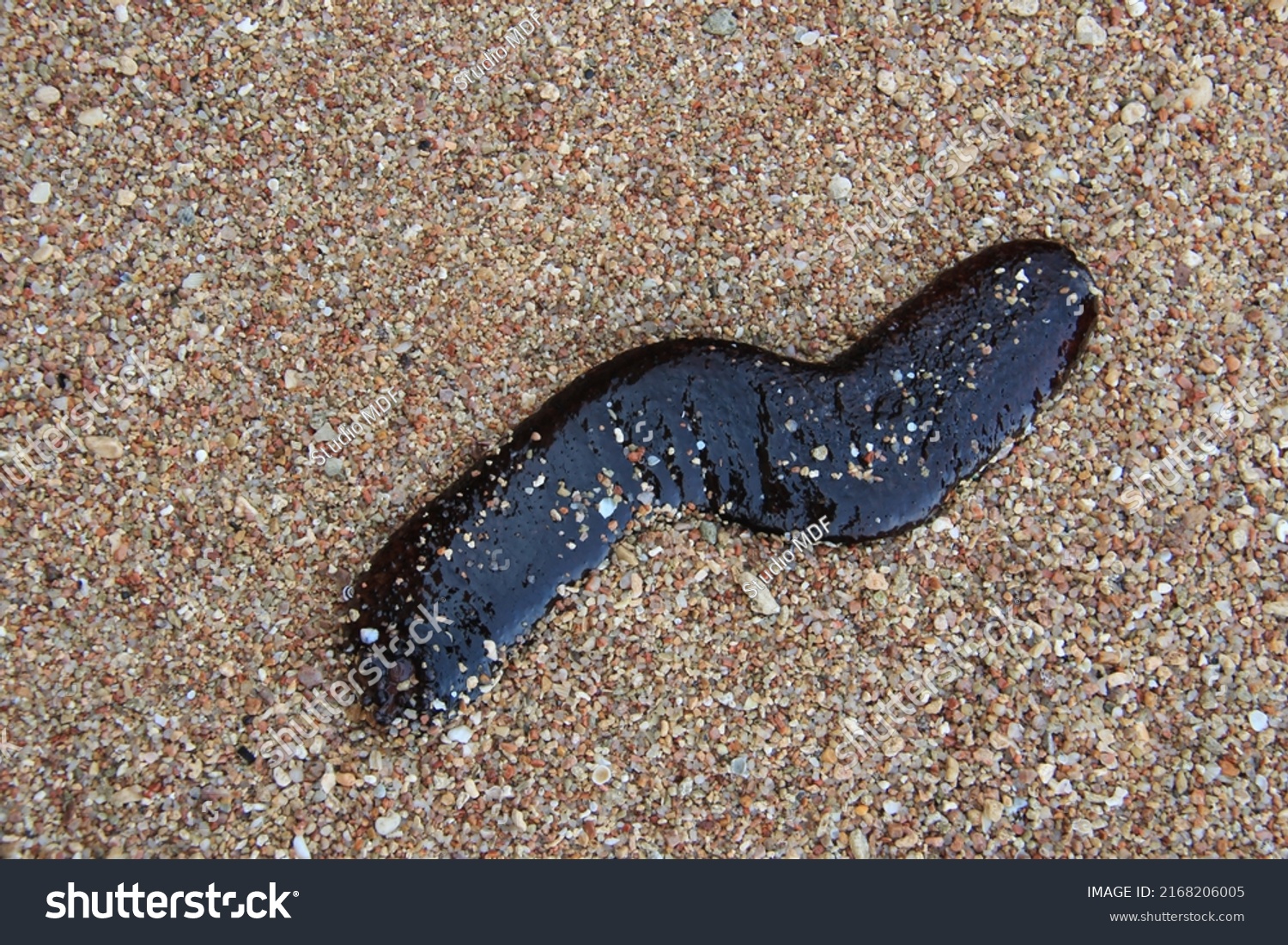sea cucumber atop gravel, feeding. Sea cucumbers are echinoderms. class Holothuroidea. Marine animals #2168206005