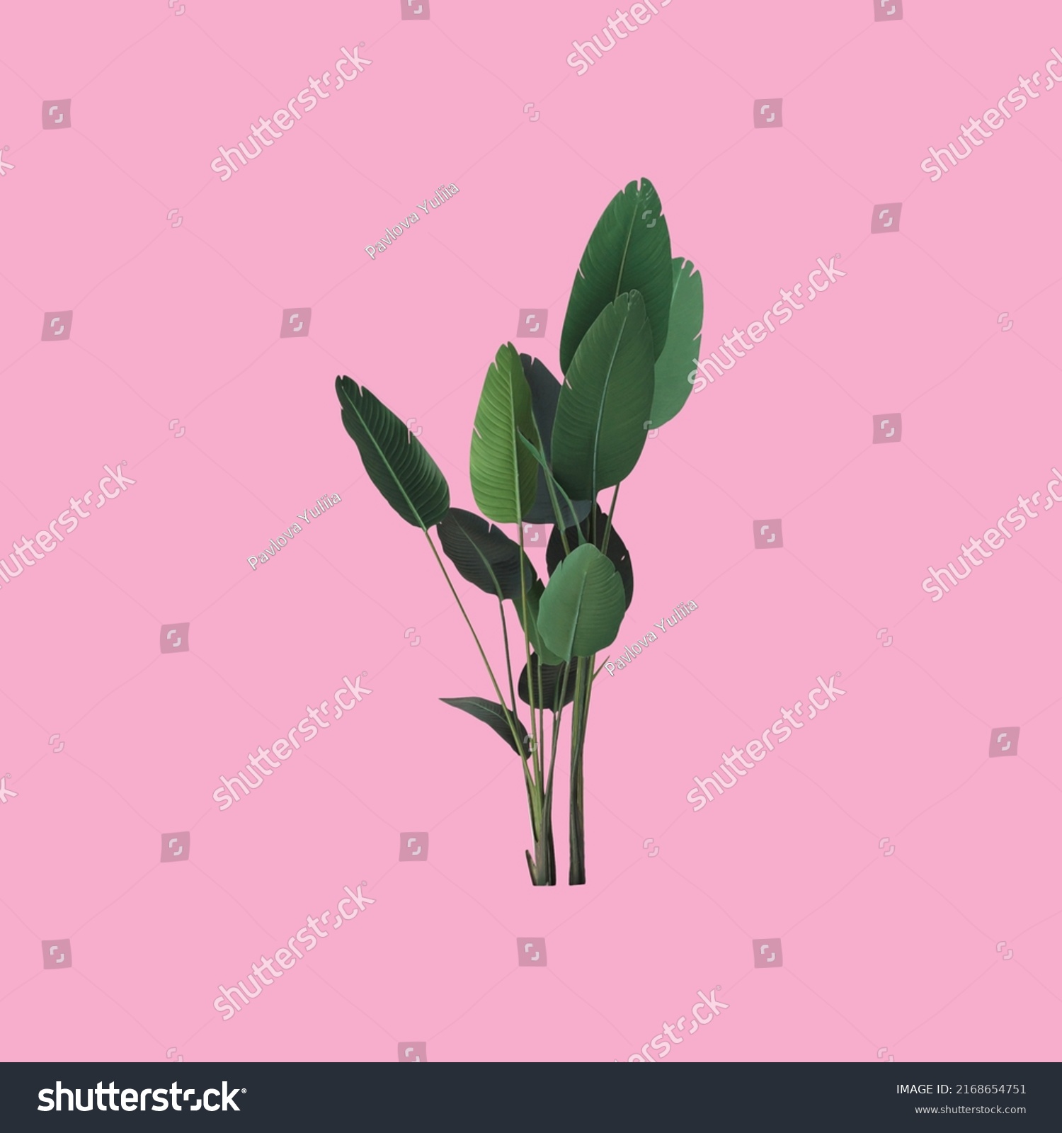 Green tropical plant on a pink background. Nature spring concept. minimalist background #2168654751
