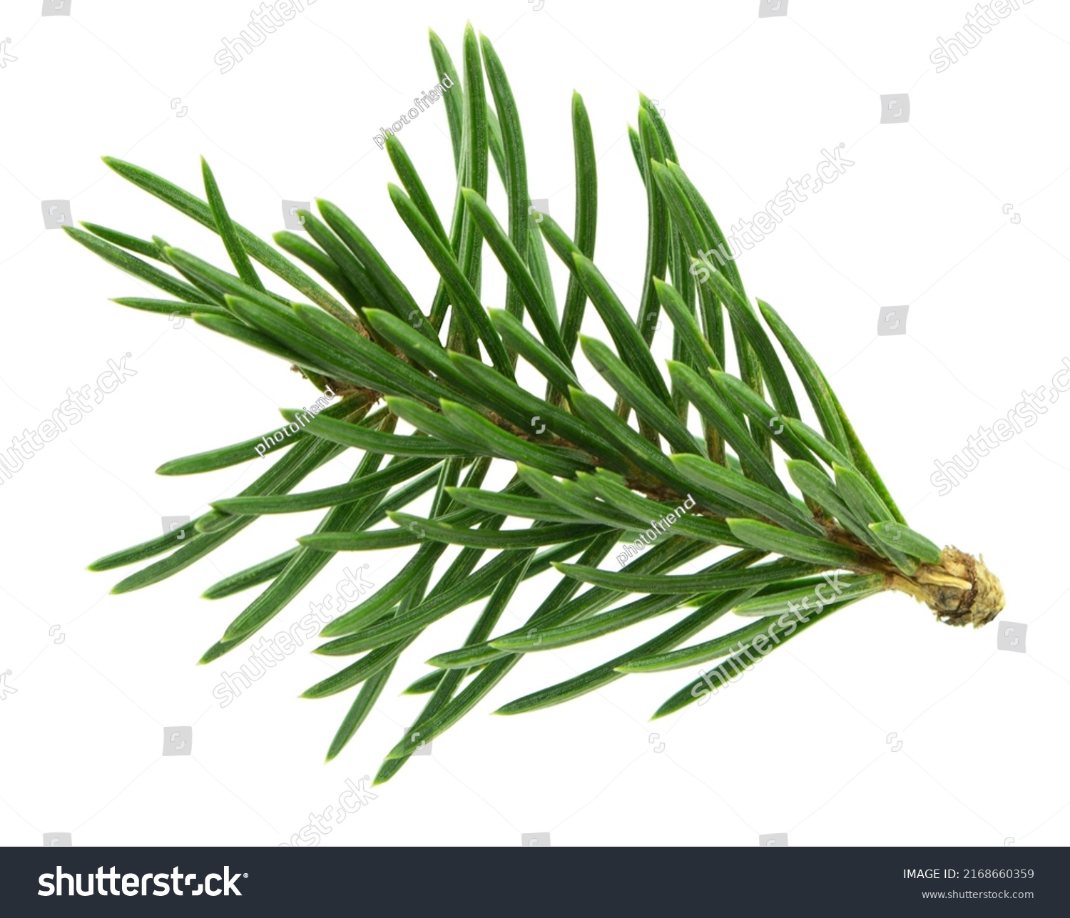 pine branch tree isolated on white background. element for bouquets. Branches greenery elements of plant on white background. Merry christmas, happy new year. #2168660359