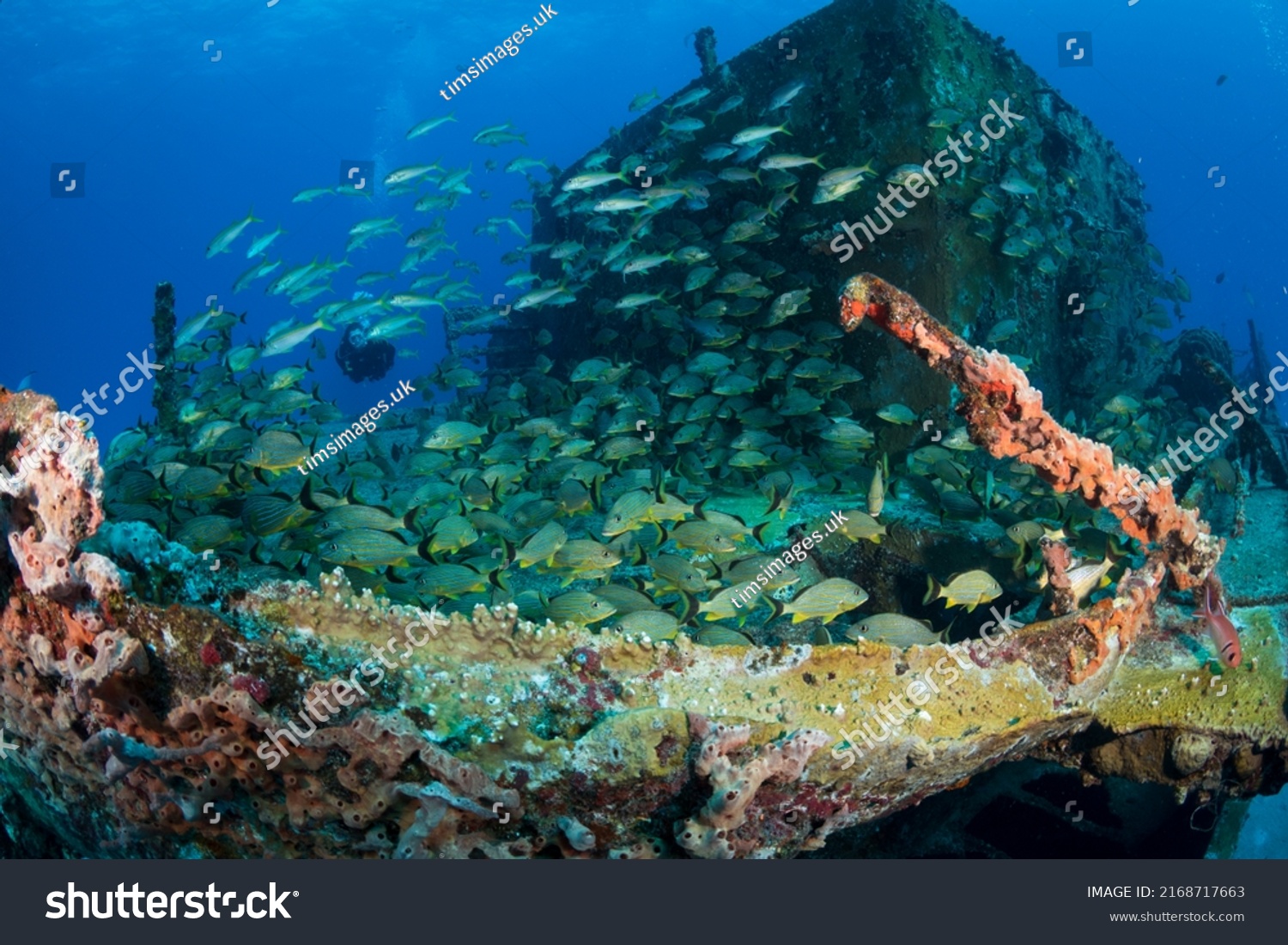 Blue-Stripped Grunts (Haemulon sciurus) on the Carib Cargo divesite off the Dutch Caribbean island of Sint Maarten #2168717663