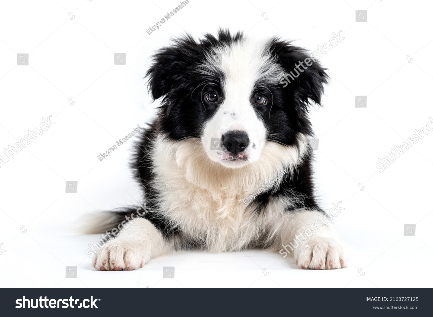 One black and white border collie puppy dog looking and posing for the camera in a studio in a white background #2168727125
