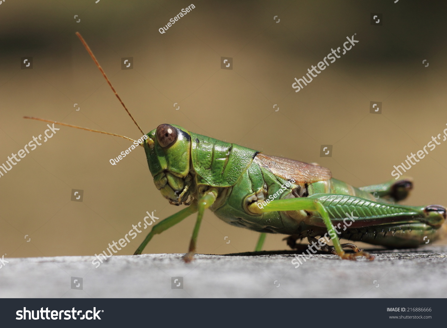 Grasshopper #216886666