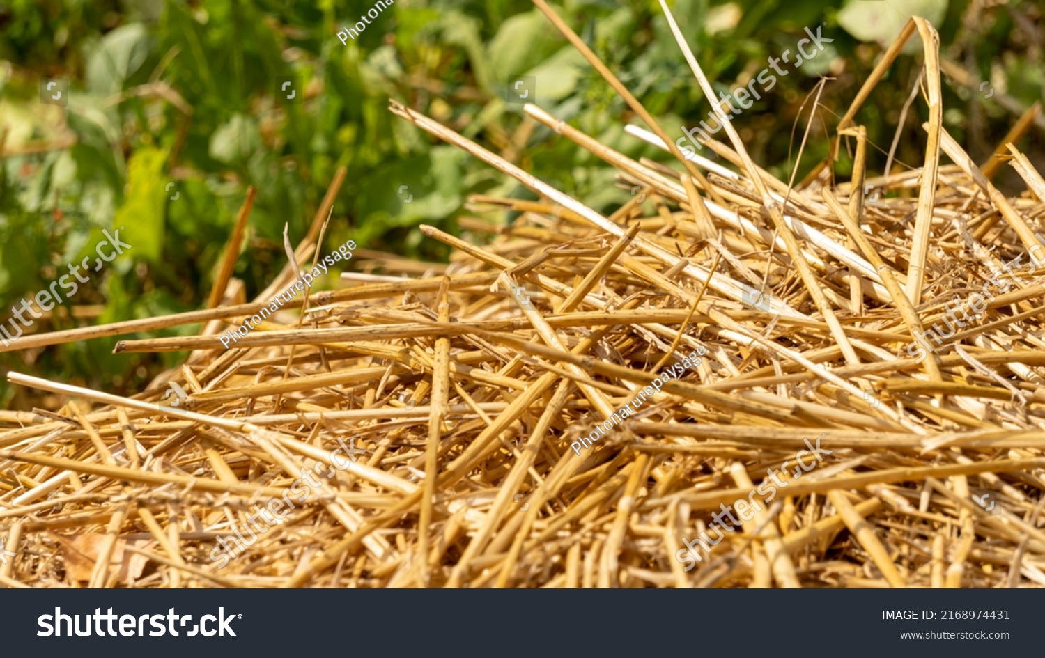 Close-up of dried straw to protect crops from drought, in vegetable garden #2168974431