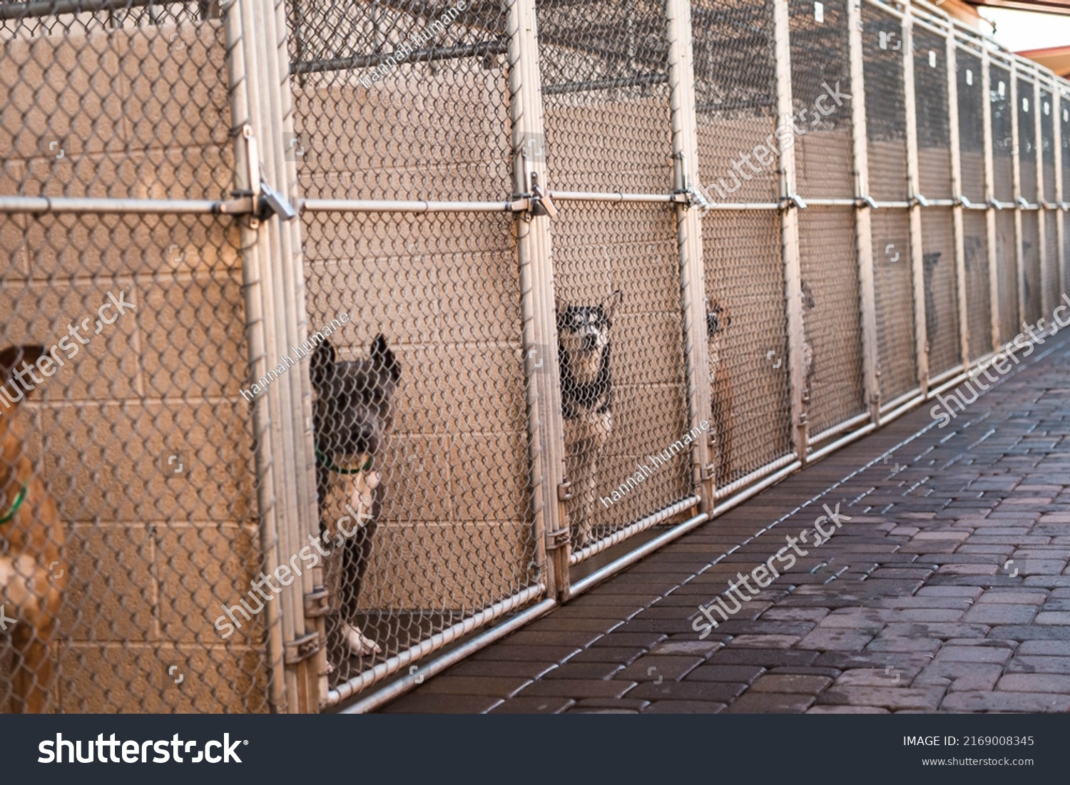 Many Multiple Dogs in Animal Shelter Kennels Cages Overcrowded Rescue Shelter Adoptable Dogs Waiting to be Rescued or Adopted Watching inside Looking at Camera Begging Pleading for Help #2169008345