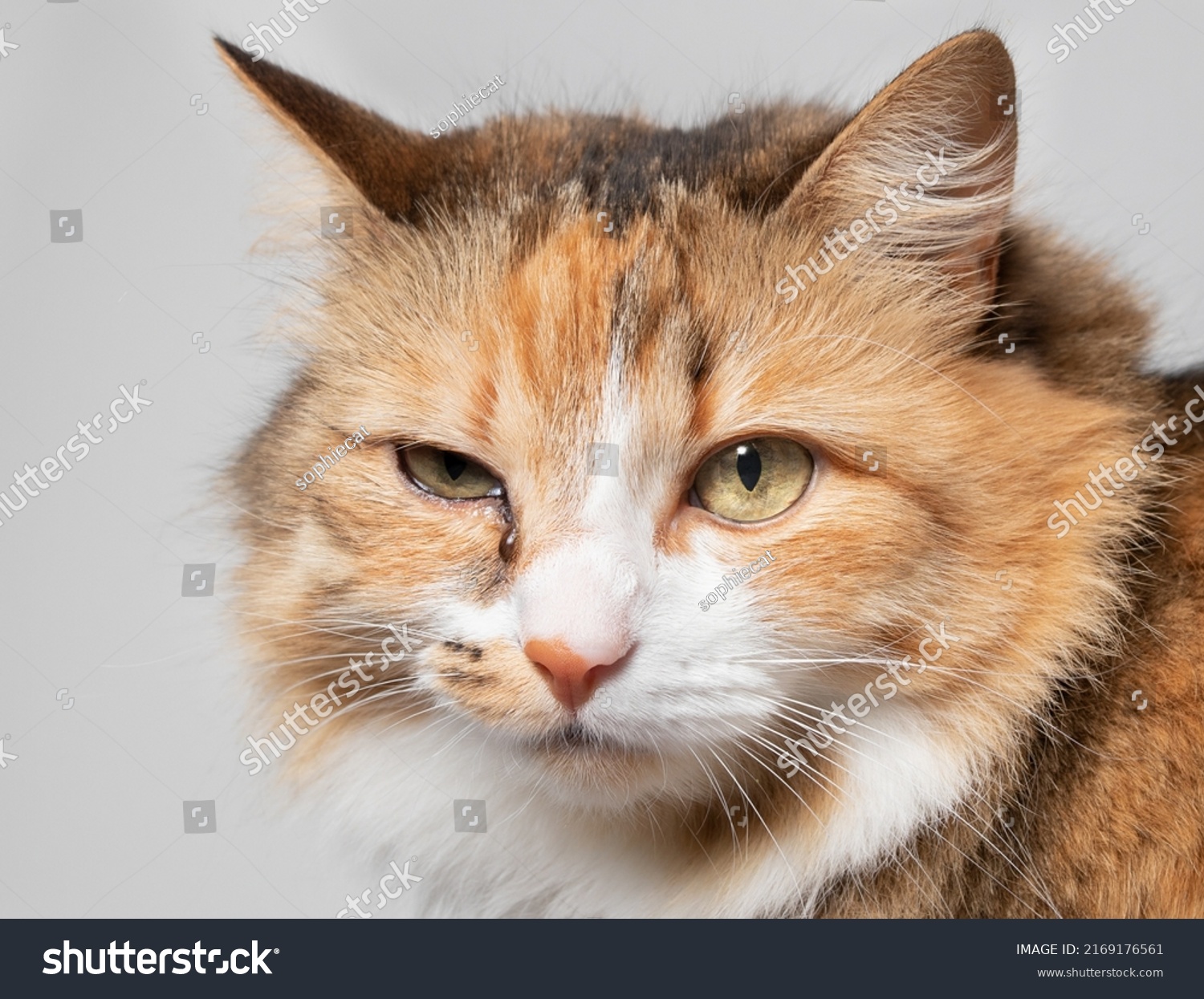 Cat with eye infection looking at camera. Front view of cat with one eye glassy, teary and discolored. Cat eye half closed from pain. Conjunctivitis, feline herpes virus or allergy. Selective focus. #2169176561