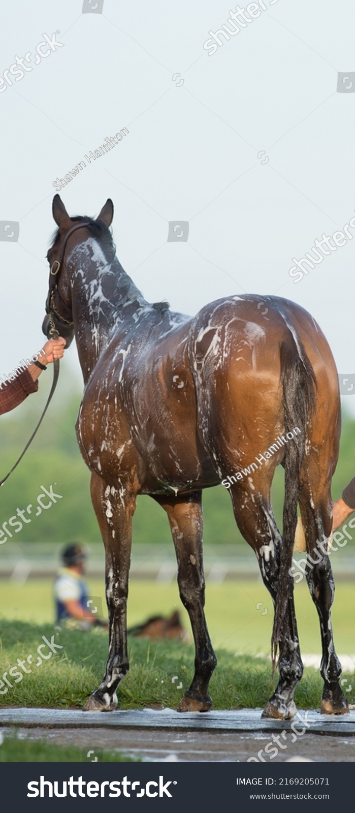 full body of thoroughbred horse being shampooed and bathed shampoo suds on back and legs water dripping horse standing on rubber mat in outdoor washing area at racetrack Kentucky  vertical format  #2169205071
