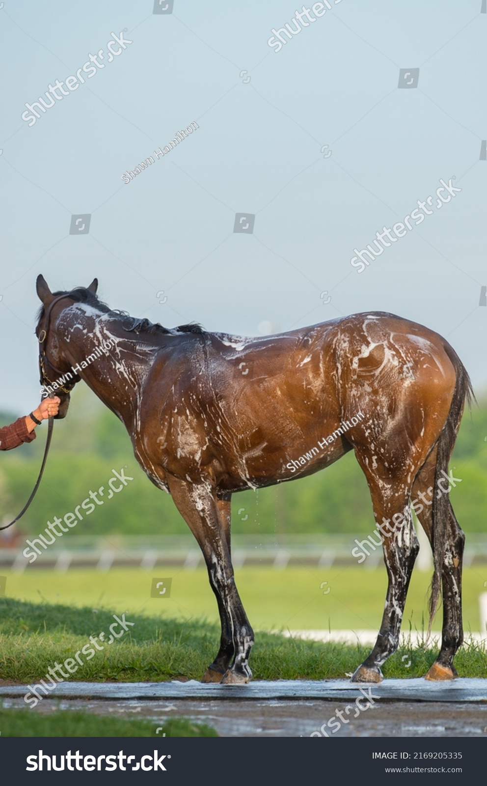 full body of thoroughbred horse being shampooed and bathed shampoo suds on back and legs water dripping horse standing on rubber mat in outdoor washing area at racetrack Kentucky  vertical format  #2169205335