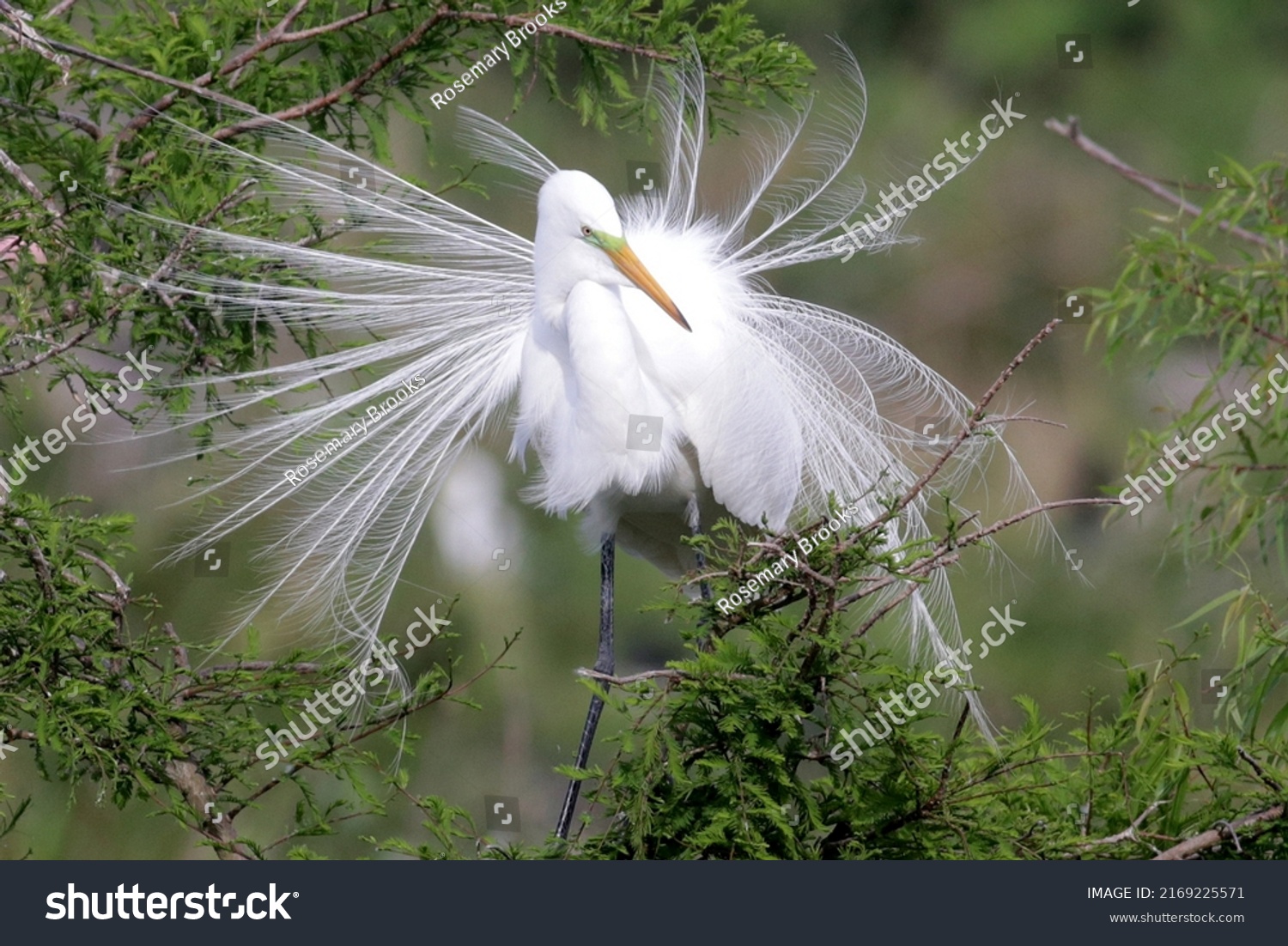 Great egret posing with breeding display #2169225571