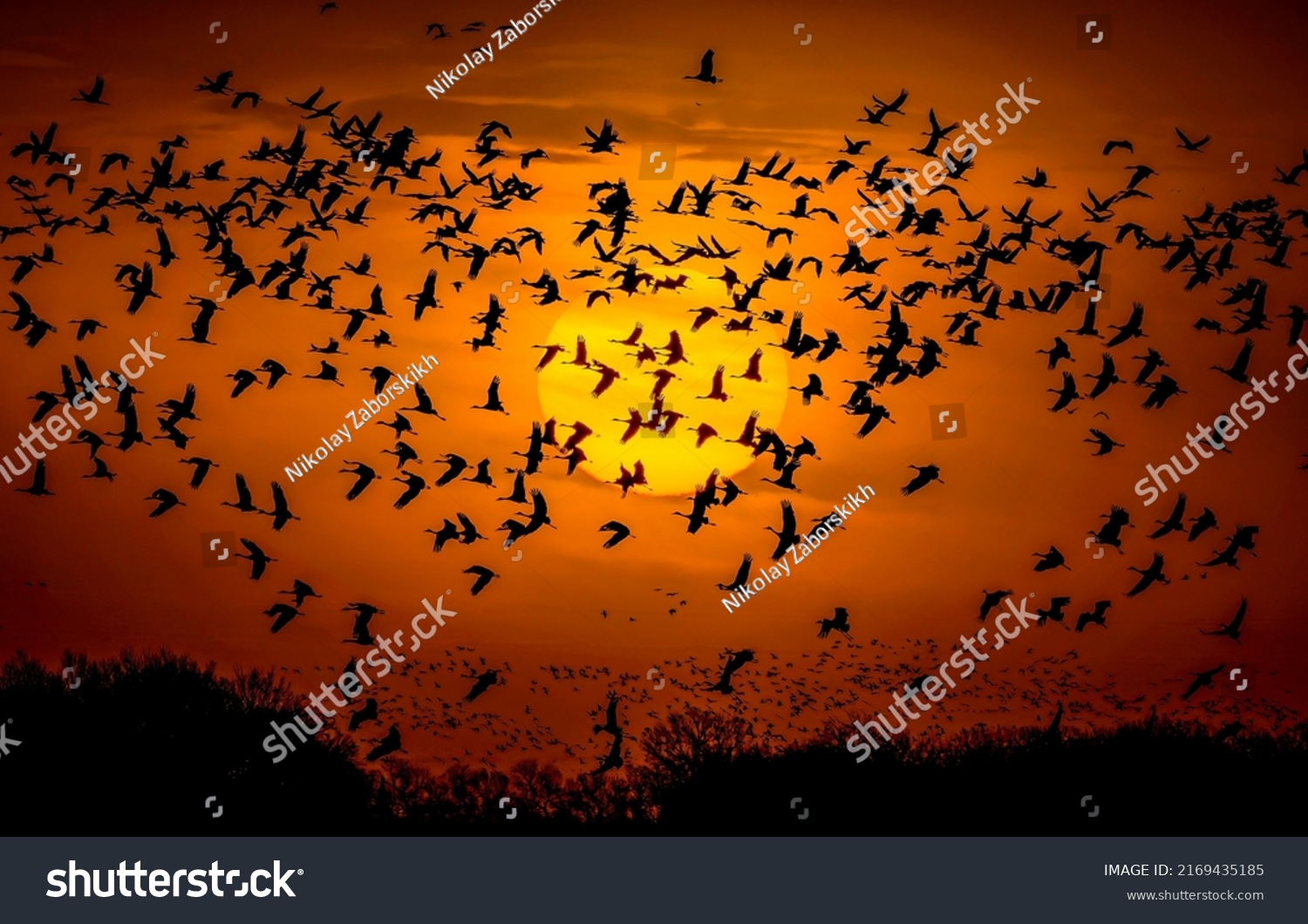 A flock of birds in the sky at sunset. Birds traveling in sunset sky #2169435185