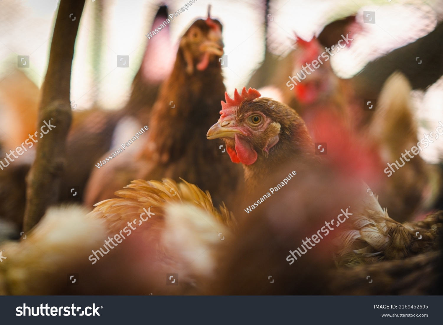 Close up hen in the chicken farm.Concept organics farm, organic living.Asian agriculture.Chicken egg. Healthy farm healthy food. Natural food for chicken. Export import chicken. World's food day.  #2169452695